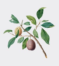 Spanish plums from Pomona Italiana (1817-1839) by Giorgio Gallesio (1772-1839). Original from New York public library. Digitally enhanced by rawpixel.