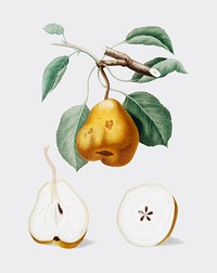 Pear from Pomona Italiana illustration
