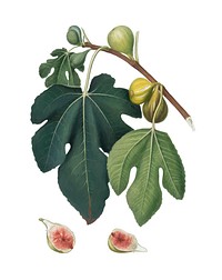 Fig from Pomona Italiana (1817-1839) by <a href="https://www.rawpixel.com/search/Giorgio%20Gallesio?&amp;page=1">Giorgio Gallesio </a>(1772-1839). Original from New York public library. Digitally enhanced by rawpixel.