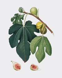 Fig from Pomona Italiana (1817-1839) by Giorgio Gallesio (1772-1839). Original from New York public library. Digitally enhanced by rawpixel.