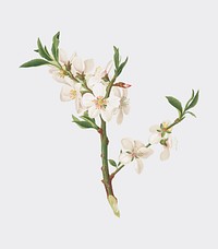 Almond tree flower from Pomona Italiana (1817 - 1839) by <a href="https://www.rawpixel.com/search/Giorgio%20Gallesio?&amp;page=1">Giorgio Gallesio</a> (1772-1839). Original from New York public library. Digitally enhanced by rawpixel.