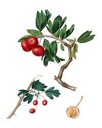 Red thorn-apple from Pomona Italiana illustration