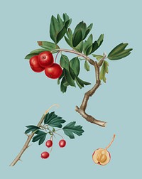 Red thorn-apple from Pomona Italiana (1817-1839) by <a href="https://www.rawpixel.com/search/Giorgio%20Gallesio?&amp;page=1">Giorgio Gallesio</a> (1772-1839). Original from New York public library. Digitally enhanced by rawpixel.