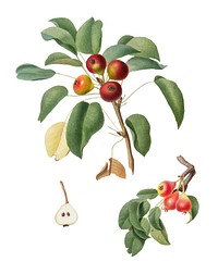 Musky pear from Pomona Italiana (1817-1839) by <a href="https://www.rawpixel.com/search/Giorgio%20Gallesio?&amp;page=1">Giorgio Gallesio</a> (1772-1839). Original from New York public library. Digitally enhanced by rawpixel.