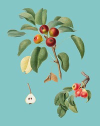 Musky pear from Pomona Italiana illustration