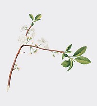Flower of Plum from Pomona Italiana (1817 - 1839) by <a href="https://www.rawpixel.com/search/Giorgio%20Gallesio?&amp;page=1">Giorgio Gallesio </a>(1772-1839). Original from New York public library. Digitally enhanced by rawpixel.