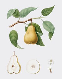 Pear from Pomona Italiana (1817-1839) by Giorgio Gallesio (1772-1839). Original from New York public library. Digitally enhanced by rawpixel.
