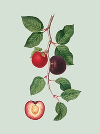 Apricot from Pomona Italiana illustration