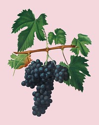 Lacrima grapes from Pomona Italiana illustration