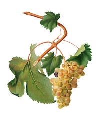 Vermentino grapes from Pomona Italiana (1817 - 1839) by <a href="https://www.rawpixel.com/search/Giorgio%20Gallesio?&amp;page=1">Giorgio Gallesio</a> (1772-1839). Original from New York public library. Digitally enhanced by rawpixel.