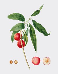 Apricot from Pomona Italiana (1817-1839) by <a href="https://www.rawpixel.com/search/Giorgio%20Gallesio?&amp;page=1">Giorgio Gallesio</a> (1772-1839). Original from New York public library. Digitally enhanced by rawpixel.