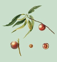 Peach from Pomona Italiana (1817-1839) by Giorgio Gallesio (1772-1839). Original from New York public library. Digitally enhanced by rawpixel.
