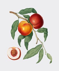 Walnut Peach from Pomona Italiana illustration