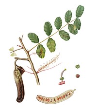 Carob from Pomona Italiana (1817-1839) by Giorgio Gallesio (1772-1839). Original from New York public library. Digitally enhanced by rawpixel.