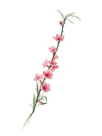 Peach blossoms from Pomona Italiana illustration