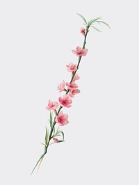 Peach blossoms from Pomona Italiana (1817 - 1839) by <a href="https://www.rawpixel.com/search/Giorgio%20Gallesio?&amp;page=1">Giorgio Gallesio</a> (1772-1839). Original from New York public library. Digitally enhanced by rawpixel.