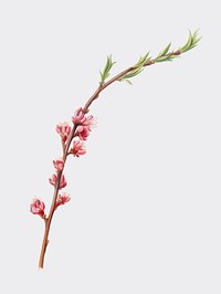 Peach blossom from Pomona Italiana (1817 - 1839) by Giorgio Gallesio (1772-1839). Original from New York public library. Digitally enhanced by rawpixel.