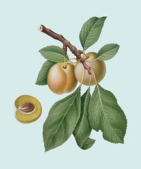Prune from Pomona Italiana (1817-1839) by <a href="https://www.rawpixel.com/search/Giorgio%20Gallesio?&amp;page=1">Giorgio Gallesio</a> (1772-1839). Original from New York public library. Digitally enhanced by rawpixel.