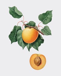 German Apricot from Pomona Italiana (1817-1839) by <a href="https://www.rawpixel.com/search/Giorgio%20Gallesio?&amp;page=1">Giorgio Gallesio</a> (1772-1839). Original from New York public library. Digitally enhanced by rawpixel.