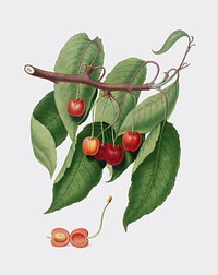 Cherry from Pomona Italiana (1817 - 1839) by Giorgio Gallesio (1772-1839). Original from New York public library. Digitally enhanced by rawpixel.