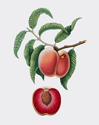 Carrot Peach from Pomona Italiana (1817-1839) by <a href="https://www.rawpixel.com/search/Giorgio%20Gallesio?&amp;page=1">Giorgio Gallesio</a> (1772-1839). Original from New York public library. Digitally enhanced by rawpixel.