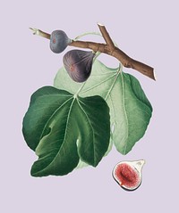 Black Fig from Pomona Italiana illustration