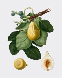 Common Fig from Pomona Italiana (1817-1839) by <a href="https://www.rawpixel.com/search/Giorgio%20Gallesio?&amp;page=1">Giorgio Gallesio</a> (1772-1839). Original from New York public library. Digitally enhanced by rawpixel.