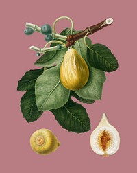 Common Fig from Pomona Italiana illustration