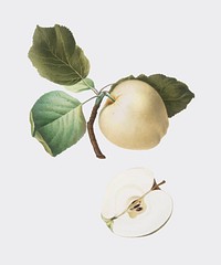 Astracan Apple from Pomona Italiana (1817-1839) by <a href="https://www.rawpixel.com/search/Giorgio%20Gallesio?&amp;page=1">Giorgio Gallesio </a>(1772-1839). Original from New York public library. Digitally enhanced by rawpixel.