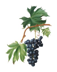 Brachetto grape from Pomona Italiana (1817 - 1839) by <a href="https://www.rawpixel.com/search/Giorgio%20Gallesio?&amp;page=1">Giorgio Gallesio</a> (1772-1839). Original from New York public library. Digitally enhanced by rawpixel.