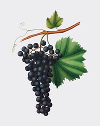 Berzemina grape from Pomona Italiana illustration