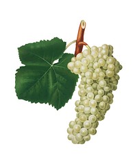 White Grape from Pomona Italiana (1817 - 1839) by <a href="https://www.rawpixel.com/search/Giorgio%20Gallesio?&amp;page=1">Giorgio Gallesio</a> (1772-1839). Original from New York public library. Digitally enhanced by rawpixel.
