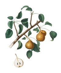 Seckel pear from Pomona Italiana (1817-1839) by Giorgio Gallesio (1772-1839). Original from New York public library. Digitally enhanced by rawpixel.