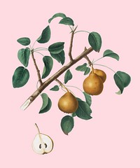 Seckel pear from Pomona Italiana illustration