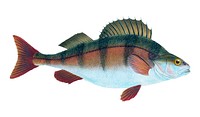 Vintage fish illustration