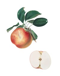 Apple from Pomona Italiana illustration