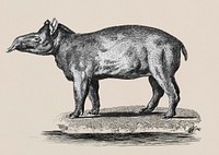 Illustration of Tapir from Zoological lectures delivered at the Royal institution in the years 1806-7 illustrated by <a href="https://www.rawpixel.com/search/George%20Shaw?&amp;page=1">George Shaw</a> (1751-1813).