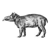 Vintage illustrations of Tapir