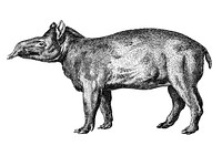 Vintage illustrations of Tapir