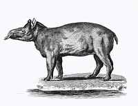 Illustration of Tapir from Zoological lectures delivered at the Royal institution in the years 1806-7 illustrated by <a href="https://www.rawpixel.com/search/George%20Shaw?&amp;page=1">George Shaw</a> (1751-1813).