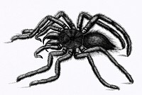 Illustration of Avicularia (Aranea avicularia) from Zoological lectures delivered at the Royal institution in the years 1806-7 illustrated by <a href="https://www.rawpixel.com/search/George%20Shaw?&amp;page=1">George Shaw</a> (1751-1813).