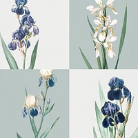 Vintage Illustration of Set of iris