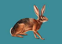 Californian Hare illustration
