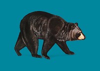 American Black Bear illustration