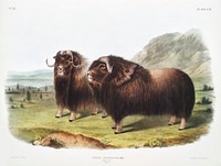 Musk Ox (Ovibos moschatus) from the viviparous quadrupeds of North America (1845) illustrated by<a href="https://www.rawpixel.com/search/John%20Woodhouse%20Audubon?&amp;page=1"> John Woodhouse Audubon </a>(1812-1862). Original from The New York Public Library. Digitally enhanced by rawpixel.