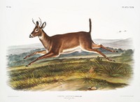 Long-tailed Deer (Cervus leucurus) from the viviparous quadrupeds of North America (1845) illustrated by <a href="https://www.rawpixel.com/search/John%20Woodhouse%20Audubon?&amp;page=1">John Woodhouse Audubon </a>(1812-1862). Original from The New York Public Library. Digitally enhanced by rawpixel.