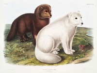 Arctic Fox (Vulpes lagopus) from the viviparous quadrupeds of North America (1845) illustrated by John Woodhouse Audubon (1812-1862). Original from The New York Public Library. Digitally enhanced by rawpixel.