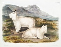Rocky Mountain Goat (Capra Americana) from the viviparous quadrupeds of North America (1845) illustrated by <a href="https://www.rawpixel.com/search/John%20Woodhouse%20Audubon?&amp;page=1">John Woodhouse Audubon</a> (1812-1862). Original from The New York Public Library. Digitally enhanced by rawpixel.