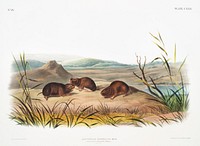 Northern Meadow-Mouse (Arvicola borealis) from the viviparous quadrupeds of North America (1845) illustrated by <a href="https://www.rawpixel.com/search/John%20Woodhouse%20Audubon?&amp;page=1">John Woodhouse Audubon</a> (1812-1862). Original from The New York Public Library. Digitally enhanced by rawpixel.