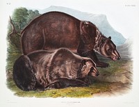 Grizzly Bear (Ursus ferox) from the viviparous quadrupeds of North America (1845) illustrated by John Woodhouse Audubon (1812-1862). Original from The New York Public Library. Digitally enhanced by rawpixel.